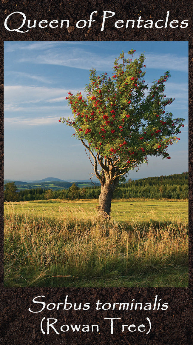 Sorbus torminalis Rowan Tree