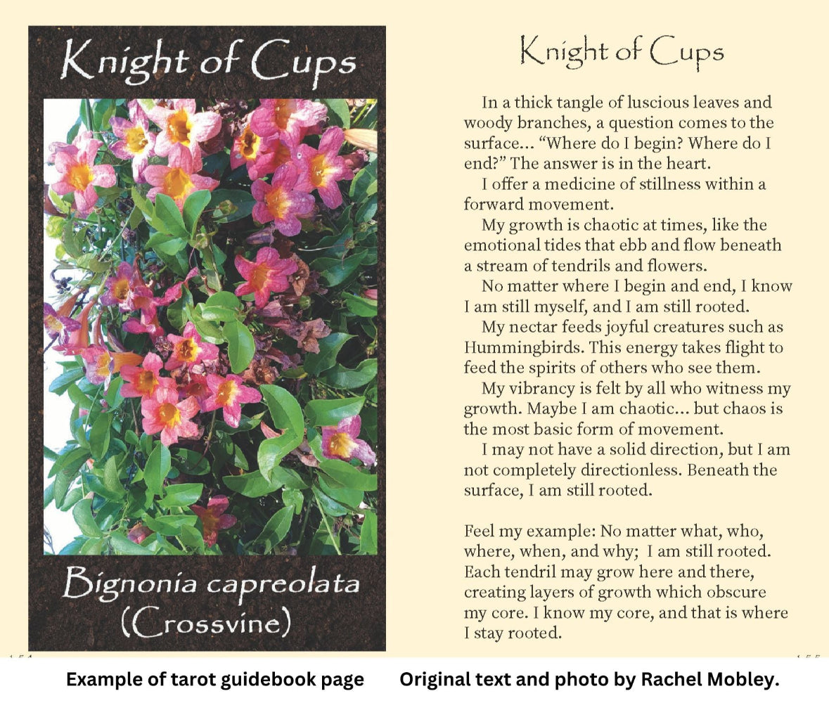 Plant tarot guidebook example page