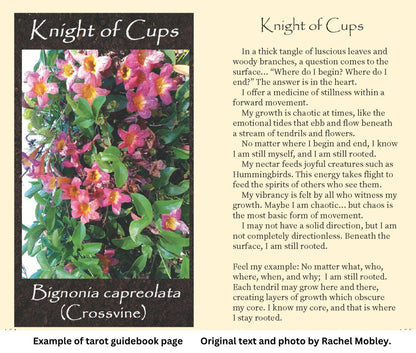 Plant tarot guidebook example page